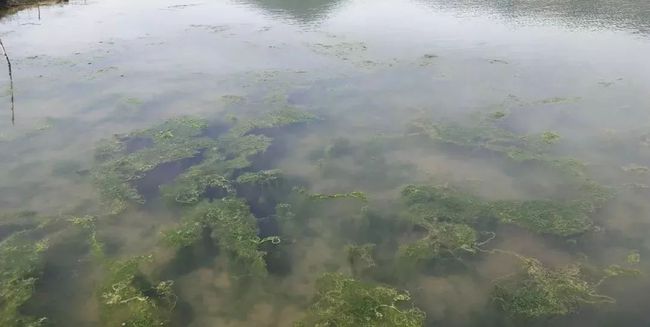 秋冬季節(jié)池塘的青苔如何消殺？