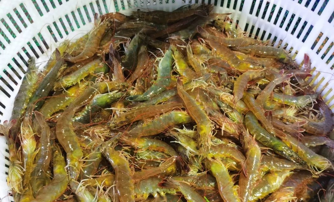 溫棚養(yǎng)殖南美白對(duì)蝦連續(xù)蛻殼怎么辦？