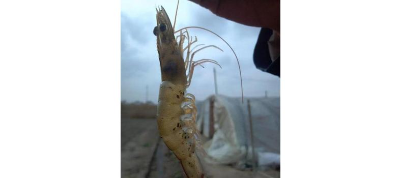 對(duì)蝦黑鰓褐斑綜合癥怎么辦？