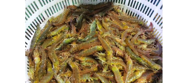 溫棚養(yǎng)殖南美白對蝦連續(xù)蛻殼怎么辦？